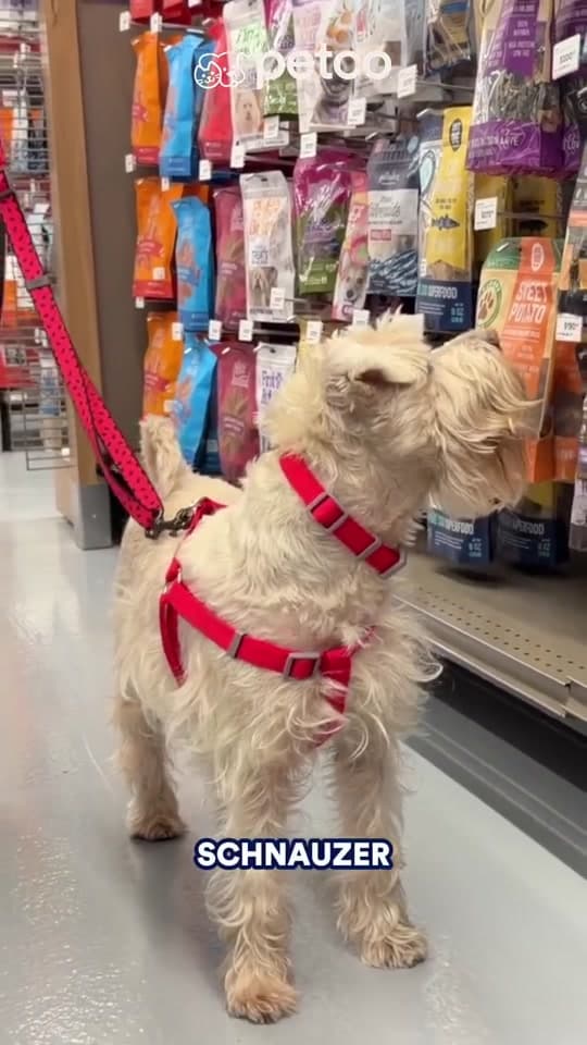 Petco prepara actividades para schnauzers este 26 de septiembre
