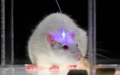El Nobel de Medicina 2026 premia usar luz para estudiar el cerebro
